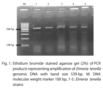 Identifying Intra-Specific Variability in the Virulence of Eimeria tenella Using SCAR Markers - Image 1