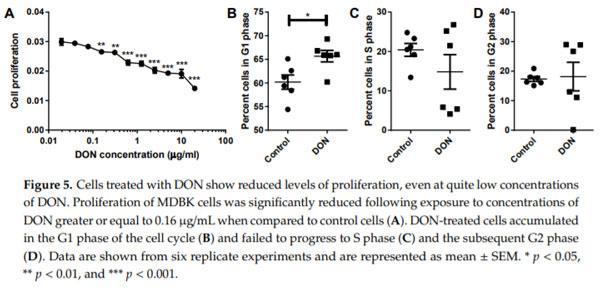 The Mycotoxin Deoxynivalenol Significantly Alters the Function and Metabolism of Bovine Kidney Epithelial Cells In Vitro - Image 5