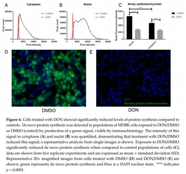 The Mycotoxin Deoxynivalenol Significantly Alters the Function and Metabolism of Bovine Kidney Epithelial Cells In Vitro - Image 4