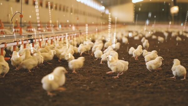 Algorithms and poultry: an unlikely sounding but effective combination - Image 1