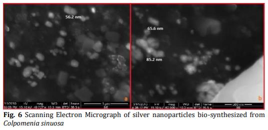 Biosynthesis and Characterization of Silver Nanoparticles from Marine Macroscopic Brown Seaweed Colpomenia sinuosa (Mertens ex Roth) Derbes and Solier - Image 7