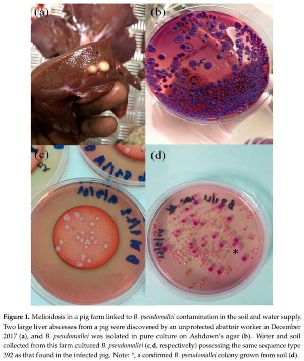 Investigation of Melioidosis Outbreak in Pig Farms in Southern Thailand - Image 1