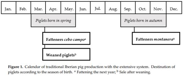 Life Cycle Assessment of Iberian Traditional Pig Production System in Spain - Image 1
