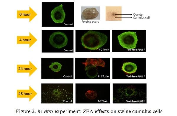 Zearalenone effect on swine reproduction and solution - Image 2