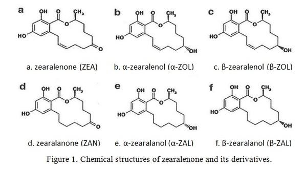 Zearalenone effect on swine reproduction and solution - Image 1