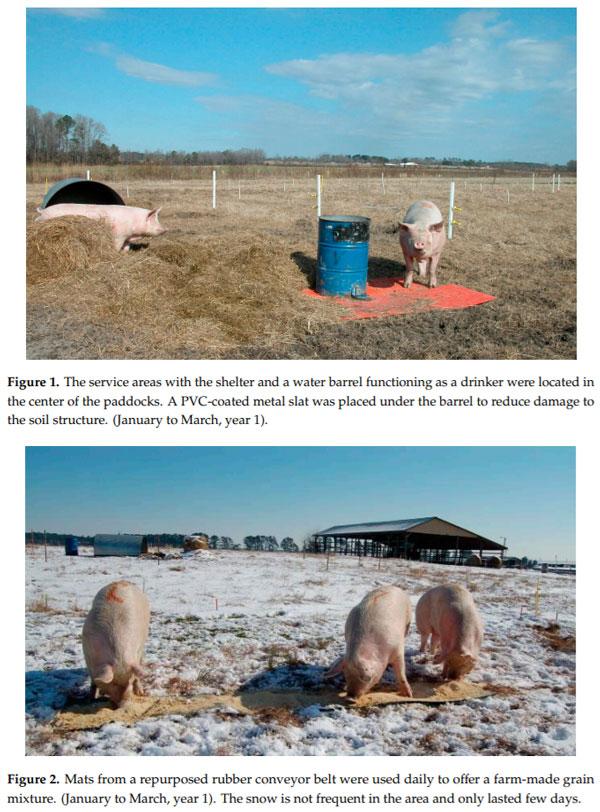 Sows-Gilts Stocking Rates and Their Environmental Impact in Rotationally Managed Bermudagrass Paddocks - Image 1