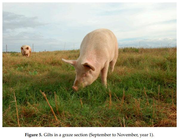Sows-Gilts Stocking Rates and Their Environmental Impact in Rotationally Managed Bermudagrass Paddocks - Image 3