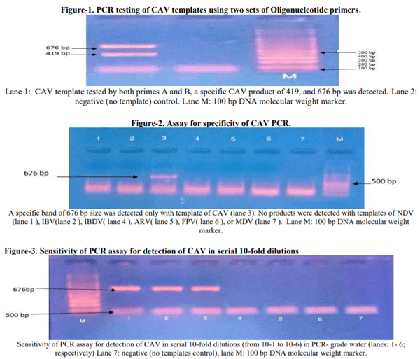 Validation of polymerase chain reaction assay as an alternative method for detection of chicken anemia virus as a vaccine contaminant - Image 2