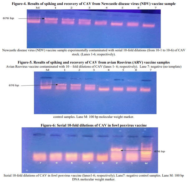 Validation of polymerase chain reaction assay as an alternative method for detection of chicken anemia virus as a vaccine contaminant - Image 3