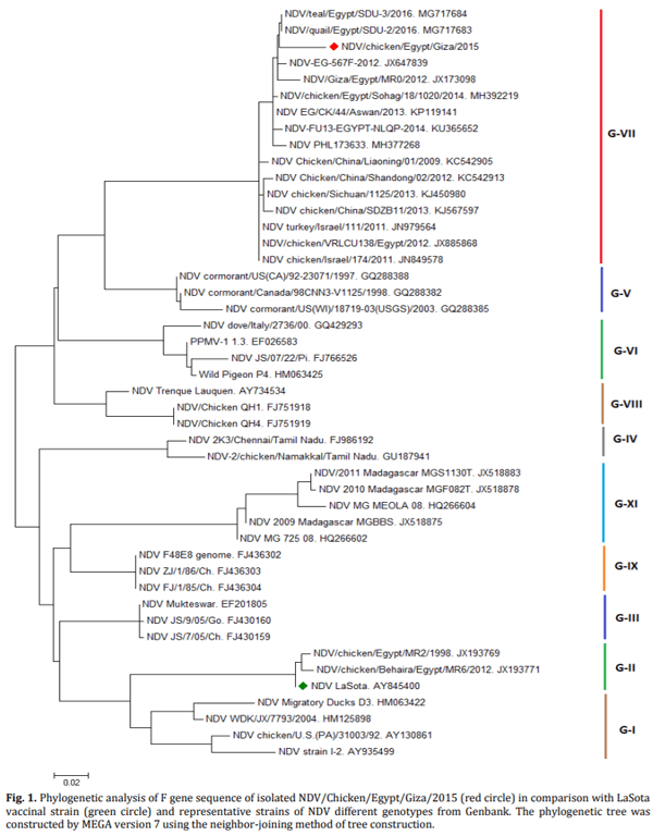 Efficacy of inactivated velogenic Newcastle disease virus genotype VII vaccine in broiler chickens - Image 1
