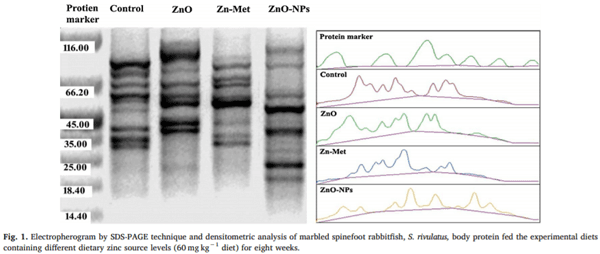 Growth performance, anti-oxidative status, innate immunity, and ammonia stress resistance of Siganus rivulatus fed diet supplemented with zinc and zinc nanoparticles - Image 6
