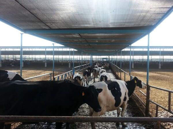 Thoughts and insights on some factors that can affect the effectiveness of heat stress mitigation in dairy farms - Image 2