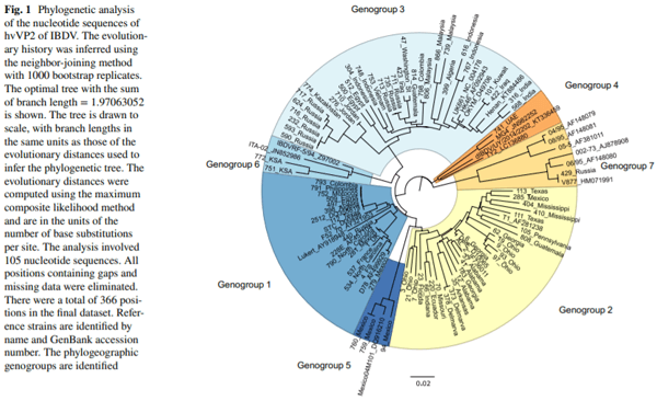 Classification of infectious bursal disease virus into genogroups - Image 2