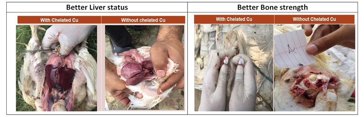 Benefits of Chelated Copper in Poultry Diet - Image 11