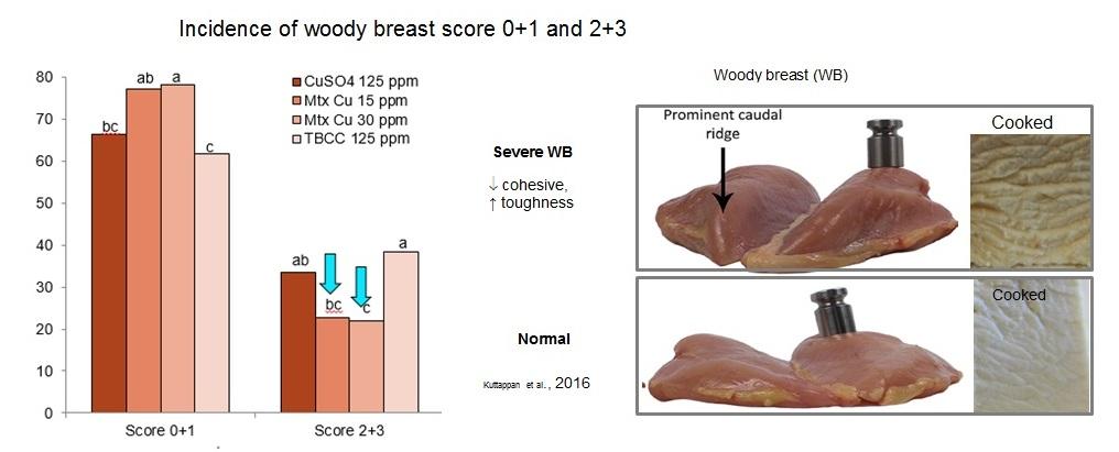 Benefits of Chelated Copper in Poultry Diet - Image 9