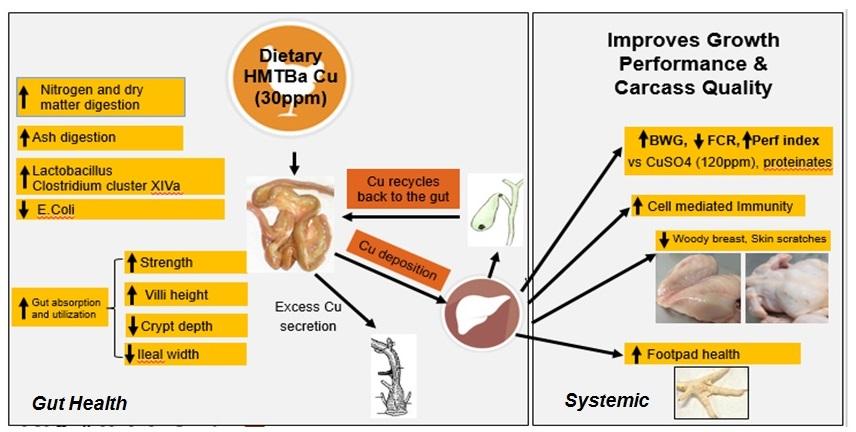 Benefits of Chelated Copper in Poultry Diet - Image 12