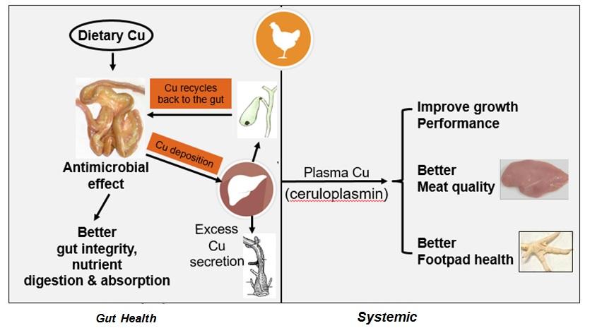 Benefits of Chelated Copper in Poultry Diet - Image 1