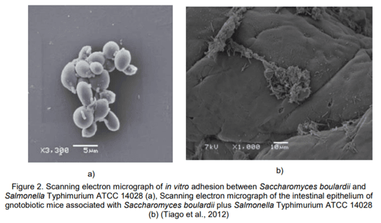 Beneficial Properties of Probiotic Yeast Saccharomyces boulardii - Image 3
