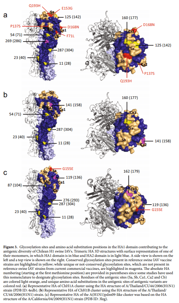 Antigenic characterization of novel H1 infuenza A viruses in swine - Image 4