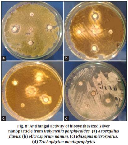 Biosynthesis and Characterization of Silver Nanoparticles from Marine Macroscopic Red Seaweed Halymenia Porphyroides Boergesen (Crypton) and its Antifungal Efficacy Against Dermatophytic and Non-Dermatophytic Fungi - Image 9