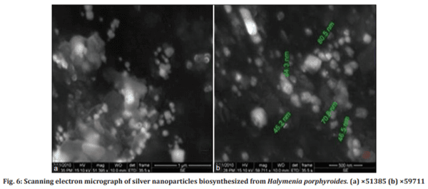 Biosynthesis and Characterization of Silver Nanoparticles from Marine Macroscopic Red Seaweed Halymenia Porphyroides Boergesen (Crypton) and its Antifungal Efficacy Against Dermatophytic and Non-Dermatophytic Fungi - Image 6