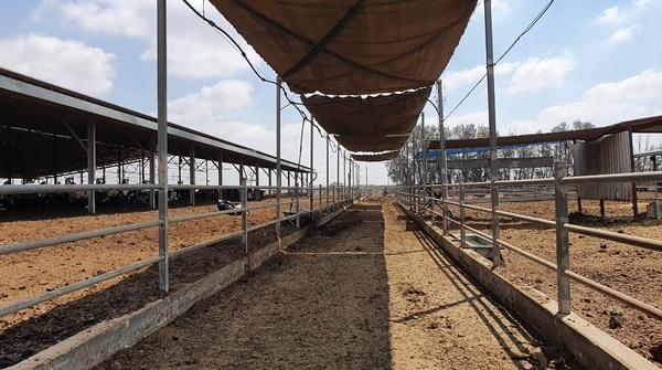Zeelim dairy farm in the south Israel succeeds 