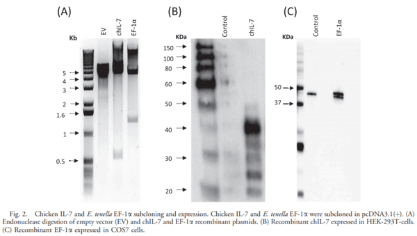 Eimeria tenella Elongation Factor-1a (EF-1a) Coadministered with Chicken IL-7 (chIL-7) DNA Vaccine Emulsified in Montanide Gel 01 Adjuvant Enhanced the Immune Response to E. acervulina Infection in Broiler Chickens - Image 3