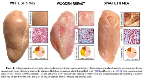 Current Status of Poultry Meat Abnormalities - Image 1