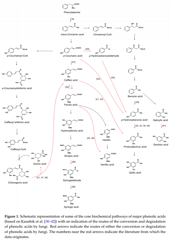trans-Cinnamic and Chlorogenic Acids Affect the Secondary Metabolic Profiles and Ergosterol Biosynthesis by Fusarium culmorum and F. graminearum Sensu Stricto - Image 1