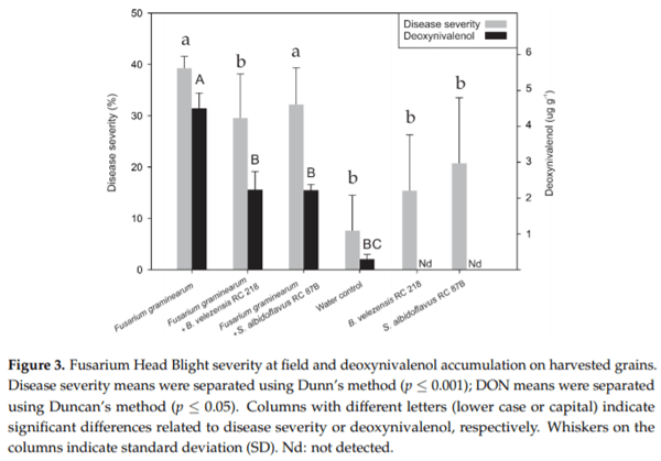 Biocontrol of Fusarium graminearum sensu stricto, Reduction of Deoxynivalenol Accumulation and Phytohormone Induction by Two Selected Antagonists - Image 2