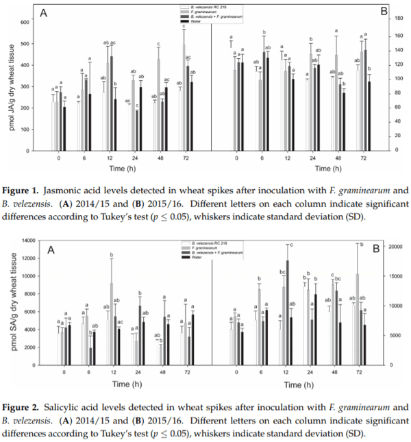 Biocontrol of Fusarium graminearum sensu stricto, Reduction of Deoxynivalenol Accumulation and Phytohormone Induction by Two Selected Antagonists - Image 1