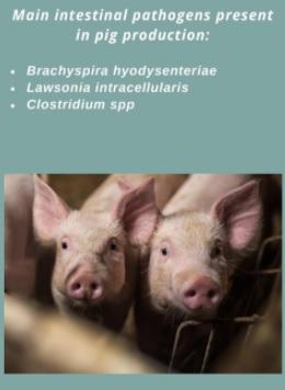 Phytogenic to control Swine Ileitis - Image 1