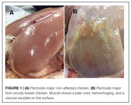 Evaluation of Bone Marrow Adipose Tissue and Bone Mineralization on Broiler Chickens Affected by Wooden Breast Myopathy - Image 1