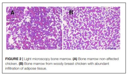 Evaluation of Bone Marrow Adipose Tissue and Bone Mineralization on Broiler Chickens Affected by Wooden Breast Myopathy - Image 2