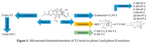Characterization of Phase I and Glucuronide Phase II Metabolites of 17 Mycotoxins Using Liquid Chromatography—High-Resolution Mass Spectrometry - Image 2