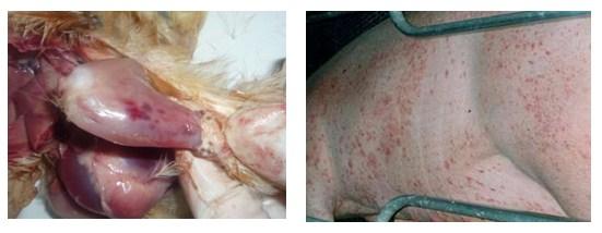Mycotoxins: prevalence on 2020 in South East Asia, signs and lesions, prevention - Image 2