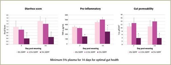 Plasma Supports Pig Health and Herd Productivity - Image 4