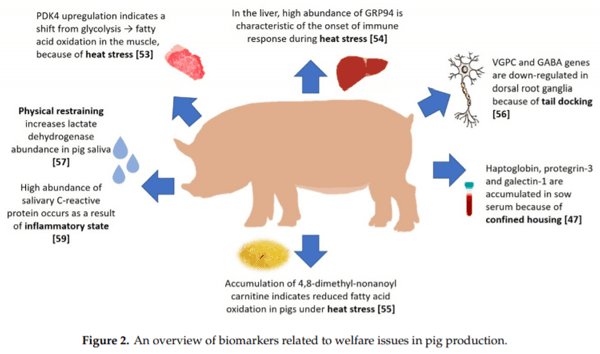 Omics Application in Animal Science—A Special Emphasis on Stress Response and Damaging Behaviour in Pigs - Image 4