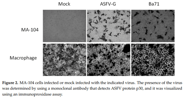 Identification of a Continuously Stable and Commercially Available Cell Line for the Identification of Infectious African Swine Fever Virus in Clinical Samples - Image 2