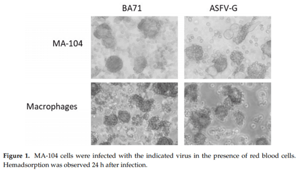 Identification of a Continuously Stable and Commercially Available Cell Line for the Identification of Infectious African Swine Fever Virus in Clinical Samples - Image 1