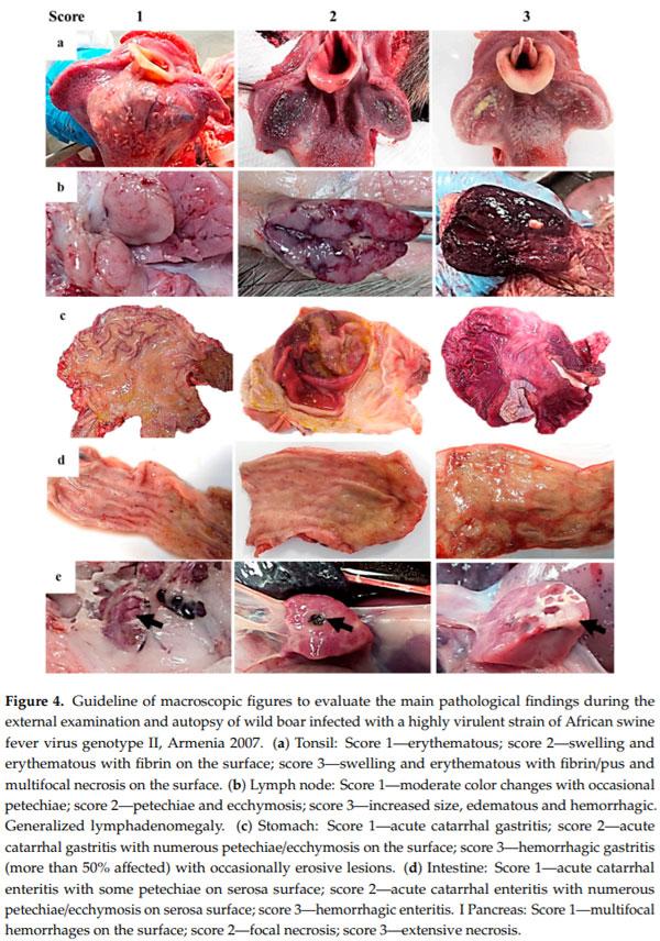 Clinical Course and Gross Pathological Findings in Wild Boar Infected with a Highly Virulent Strain of African Swine Fever Virus Genotype II - Image 4