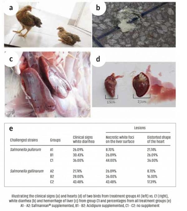 Tackle pullorum disease and fowl typhoid in breeder effectively - Image 2