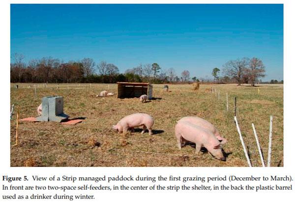 A Comparison of Stocking Methods for Pasture-Based Growing-Finishing Pig Production Systems - Image 5