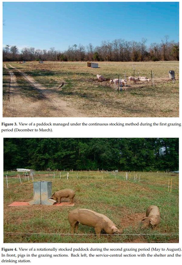 A Comparison of Stocking Methods for Pasture-Based Growing-Finishing Pig Production Systems - Image 4