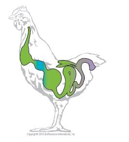 The Effects of Xylanase on Poultry Gut Health - Image 1