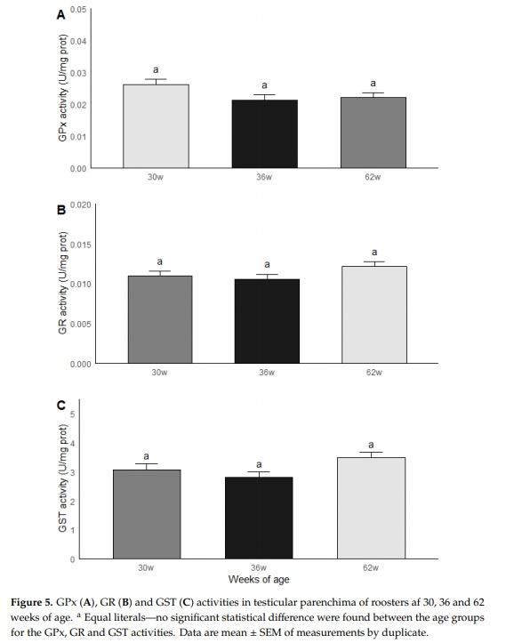 Effect of the Age and Body Weight of the Broiler Breeders Male on the Presentation of Oxidative Stress and Its Correlation with the Quality of Testicular Parenchyma and Physiological Antioxidant Levels - Image 8