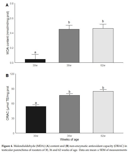 Effect of the Age and Body Weight of the Broiler Breeders Male on the Presentation of Oxidative Stress and Its Correlation with the Quality of Testicular Parenchyma and Physiological Antioxidant Levels - Image 7