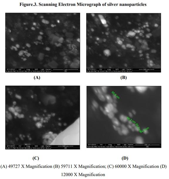 Biosynthesis of silver nanoparticles from marine alga Colpomenia sinuosa and its antibacterial efficacy - Image 4