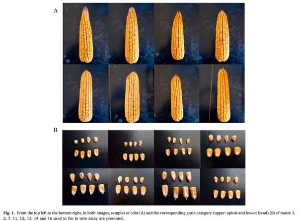 Maize nutrient composition and the influence of xylanase addition - Image 2