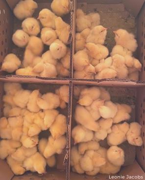Poultry welfare in the hatchery - Image 2